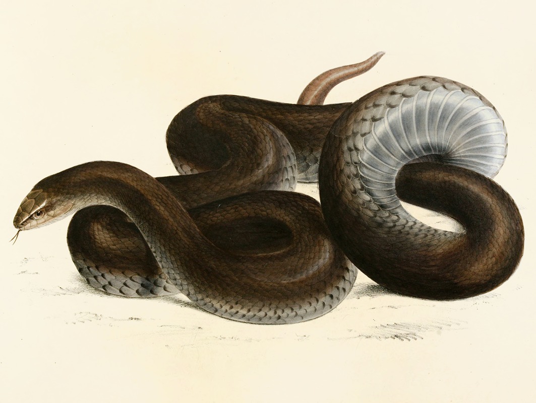 Coluber Canus by Sir Andrew Smith, 1838-1849 — digital art print download