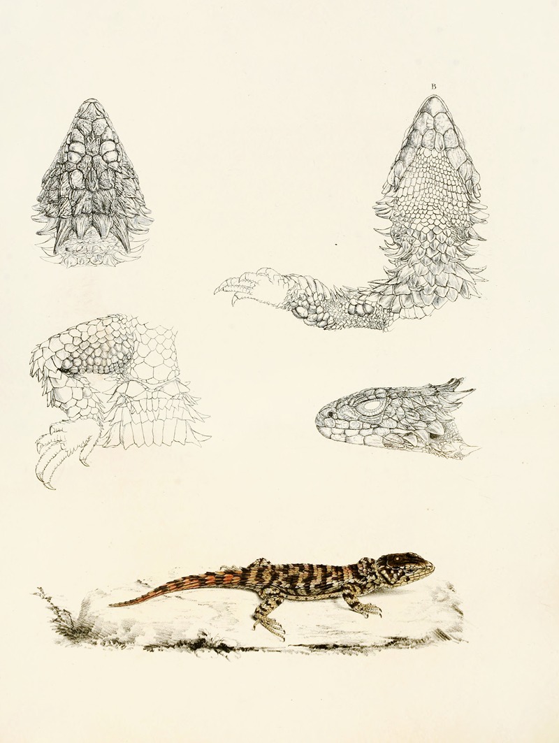 Cordylus Giganteus (Young) — Sir Andrew Smith