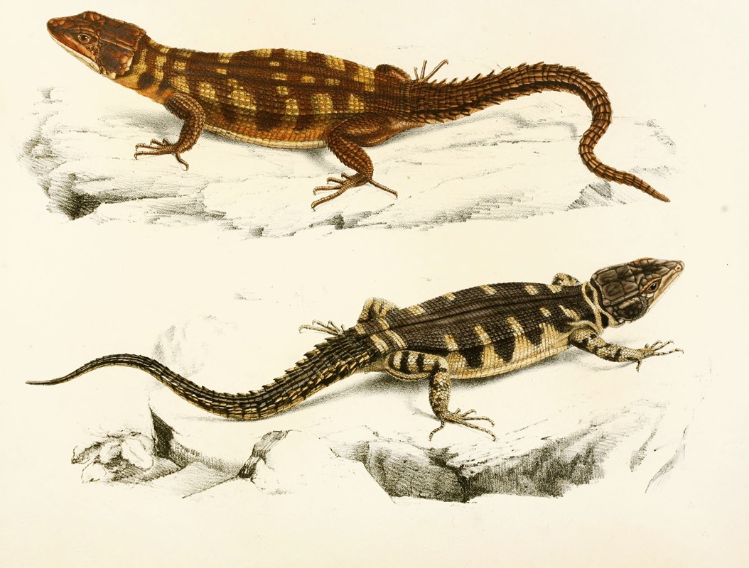 Cordylus Microlepidotus by Sir Andrew Smith, 1838-1849 — digital art print download