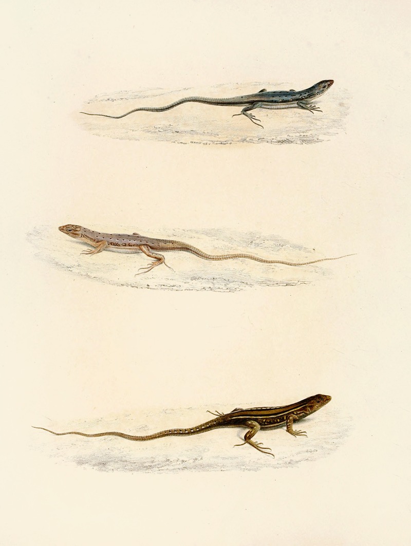 Eremias Annulifera, Eremias Fulchra, Eremias Formosa — Sir Andrew Smith