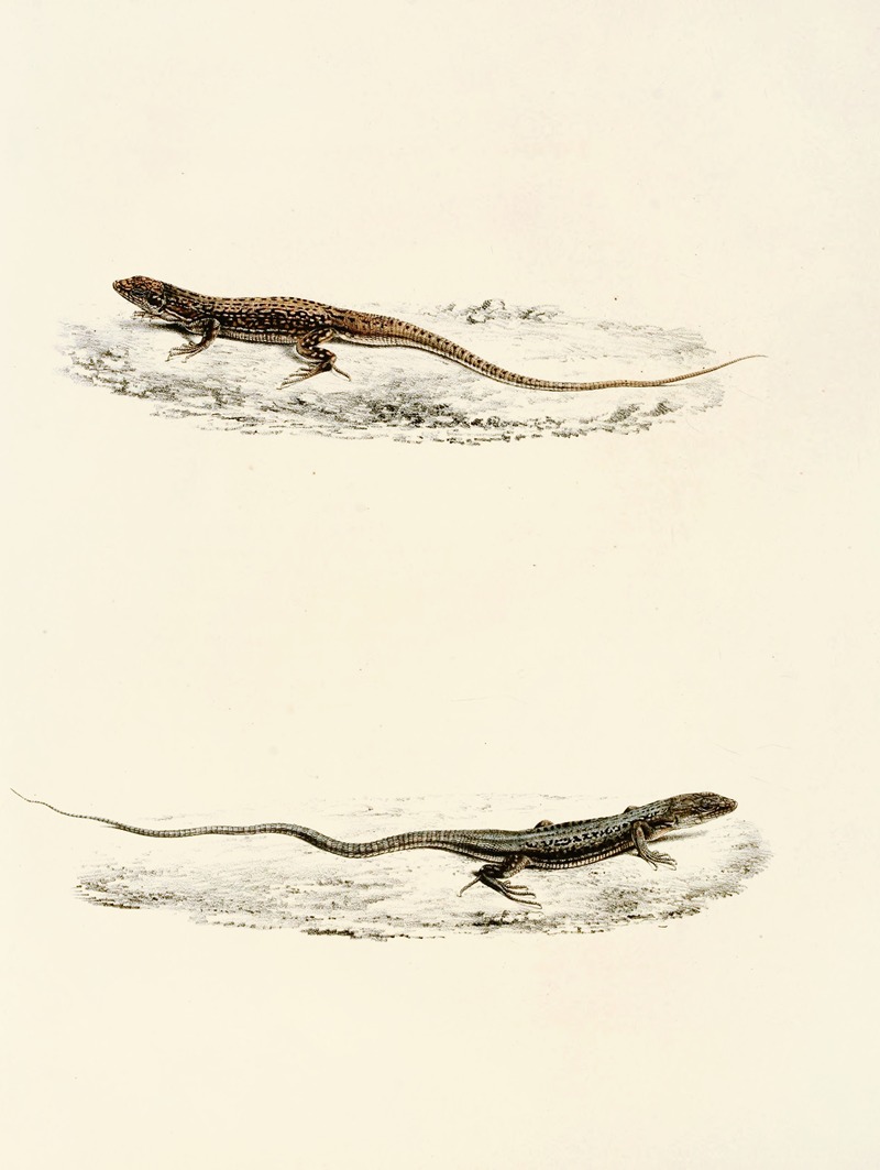 Eremias Burchellii, Eremias Capensis by Sir Andrew Smith, 1838-1849 — digital art print download