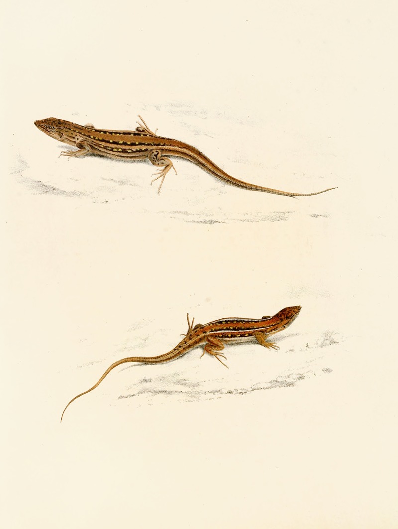 Eremias Knoxii, Eremias Lineo-Ocellata — Sir Andrew Smith