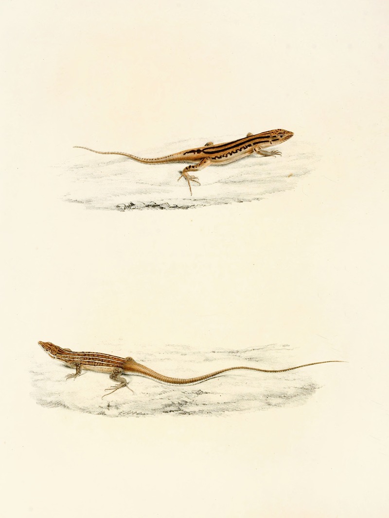 Eremias Undata, Eremias Namaquensis by Sir Andrew Smith, 1838-1849 — digital art print download