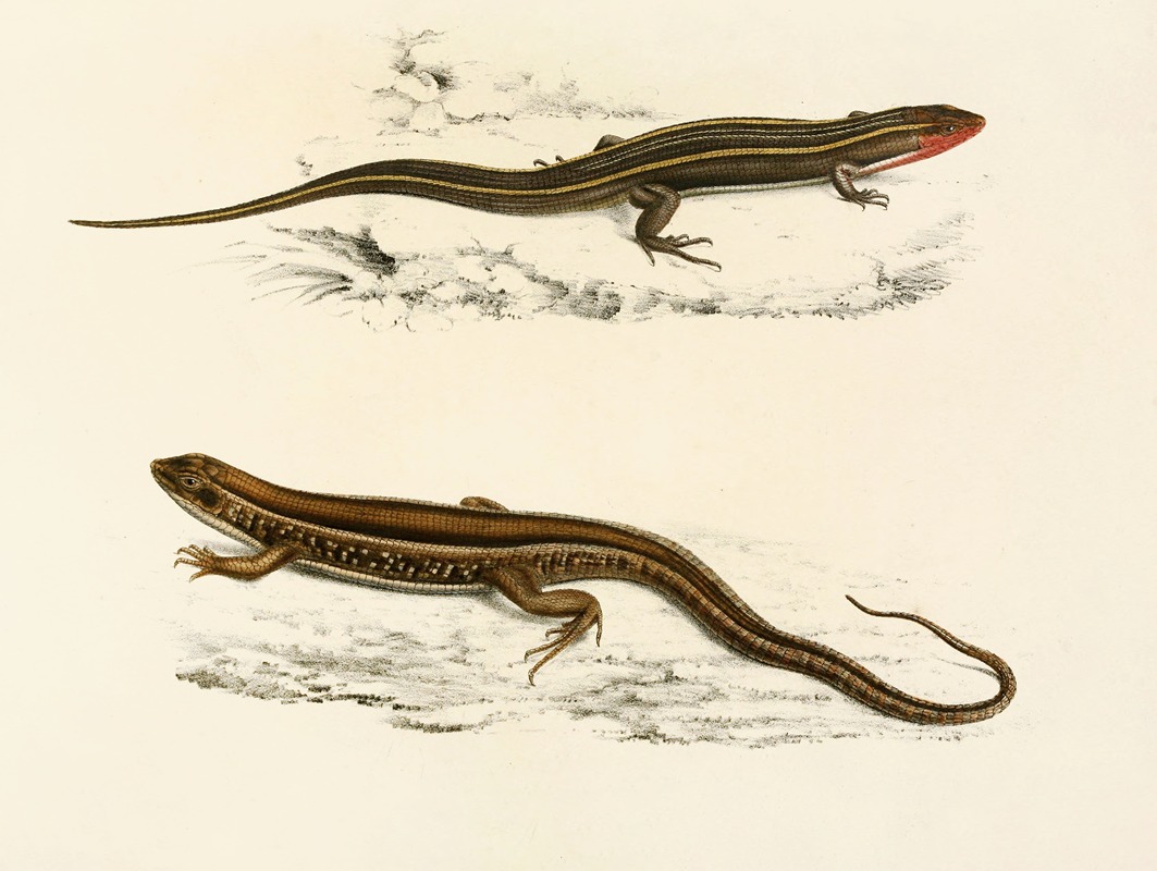 Gerrhosaurus Bibroni, Gerrhosaurus Typicus by Sir Andrew Smith, 1838-1849 — digital art print download