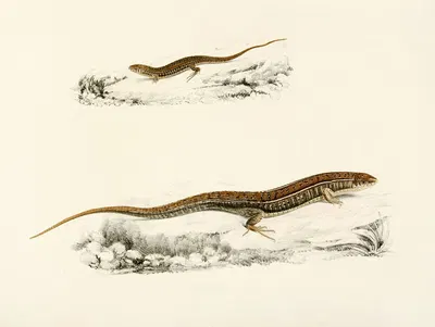 Gerrhosaurus Flavigularis (Adult, Young) by Sir Andrew Smith, 1838-1849 — digital art print download