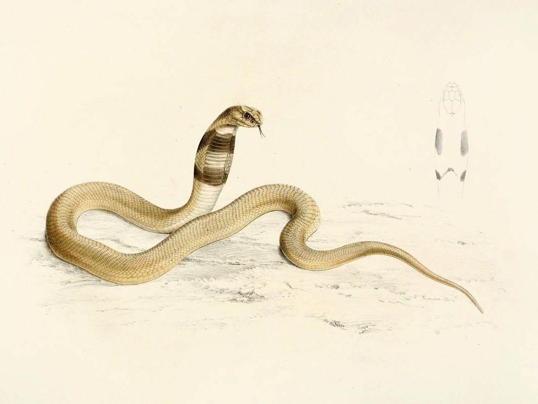 Naia Haje (Young) by Sir Andrew Smith, 1838-1849 — digital art print download