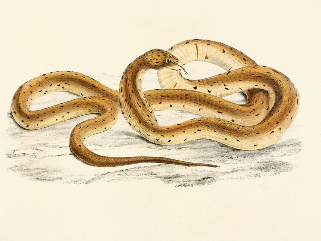 Naia Haje Var. A by Sir Andrew Smith, 1838-1849 — digital art print download