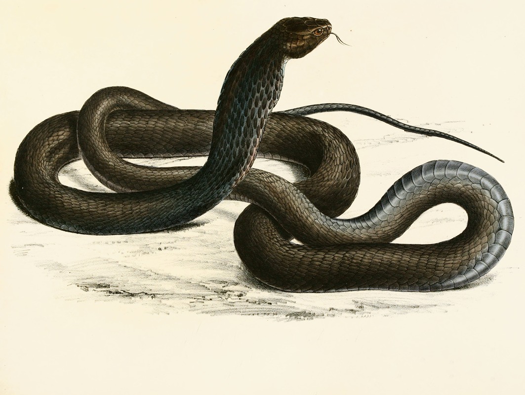 Naia Haje Var. C by Sir Andrew Smith, 1838-1849 — digital art print download