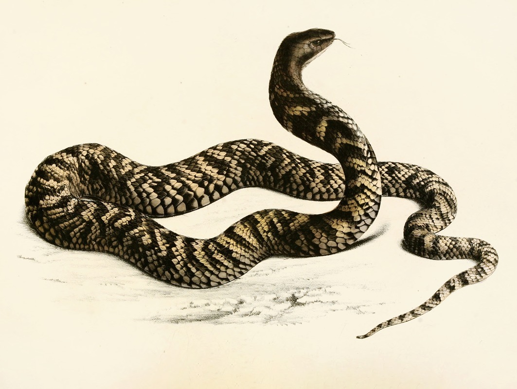 Naja Haemachates by Sir Andrew Smith, 1838-1849 — digital art print download