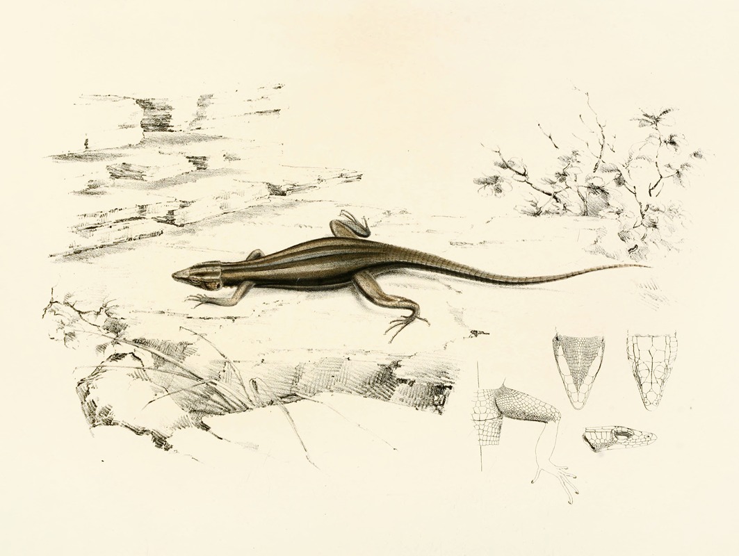 Platysaurus Capensis by Sir Andrew Smith, 1838-1849 — digital art print download