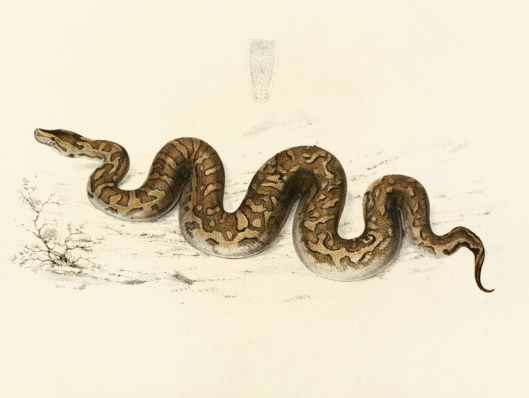Python Natalensis by Sir Andrew Smith, 1838-1849 — digital art print download