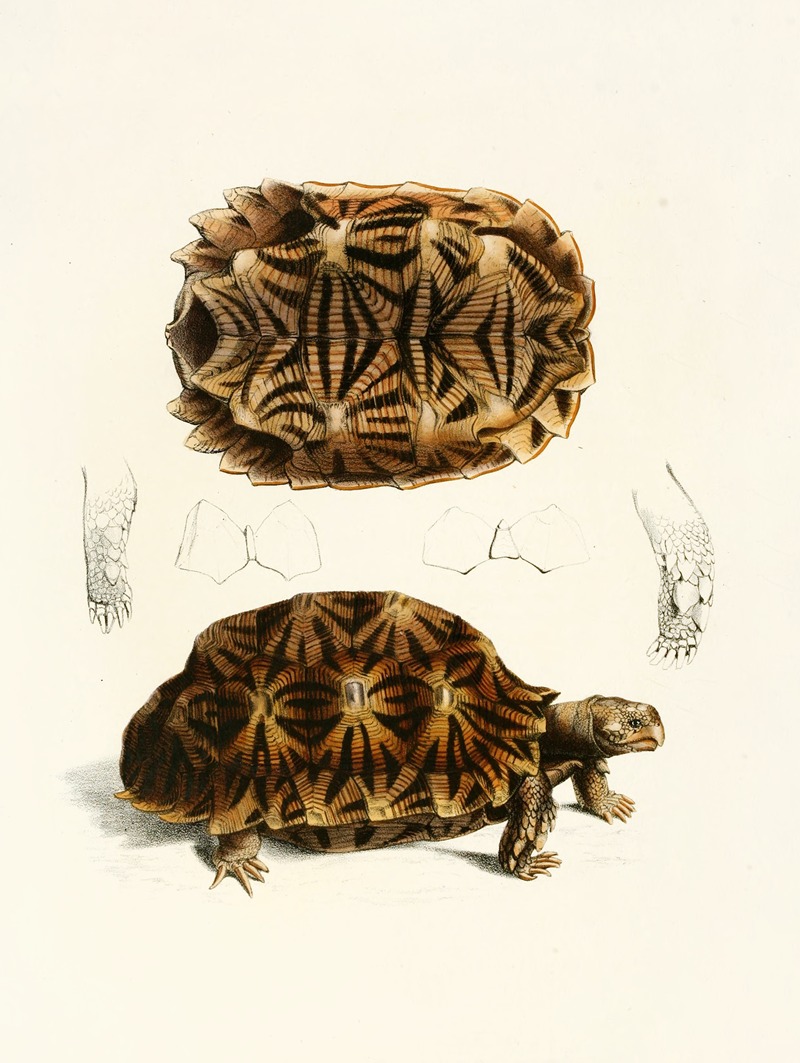 Testudo Semiserrata by Sir Andrew Smith, 1838-1849 — digital art print download