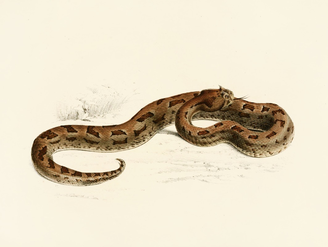 Vipera Lophophrys by Sir Andrew Smith, 1838-1849 — digital art print download