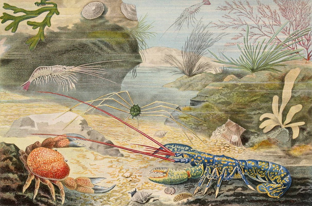 Crustacés by Alfred Frédol, 1866 — digital art print download