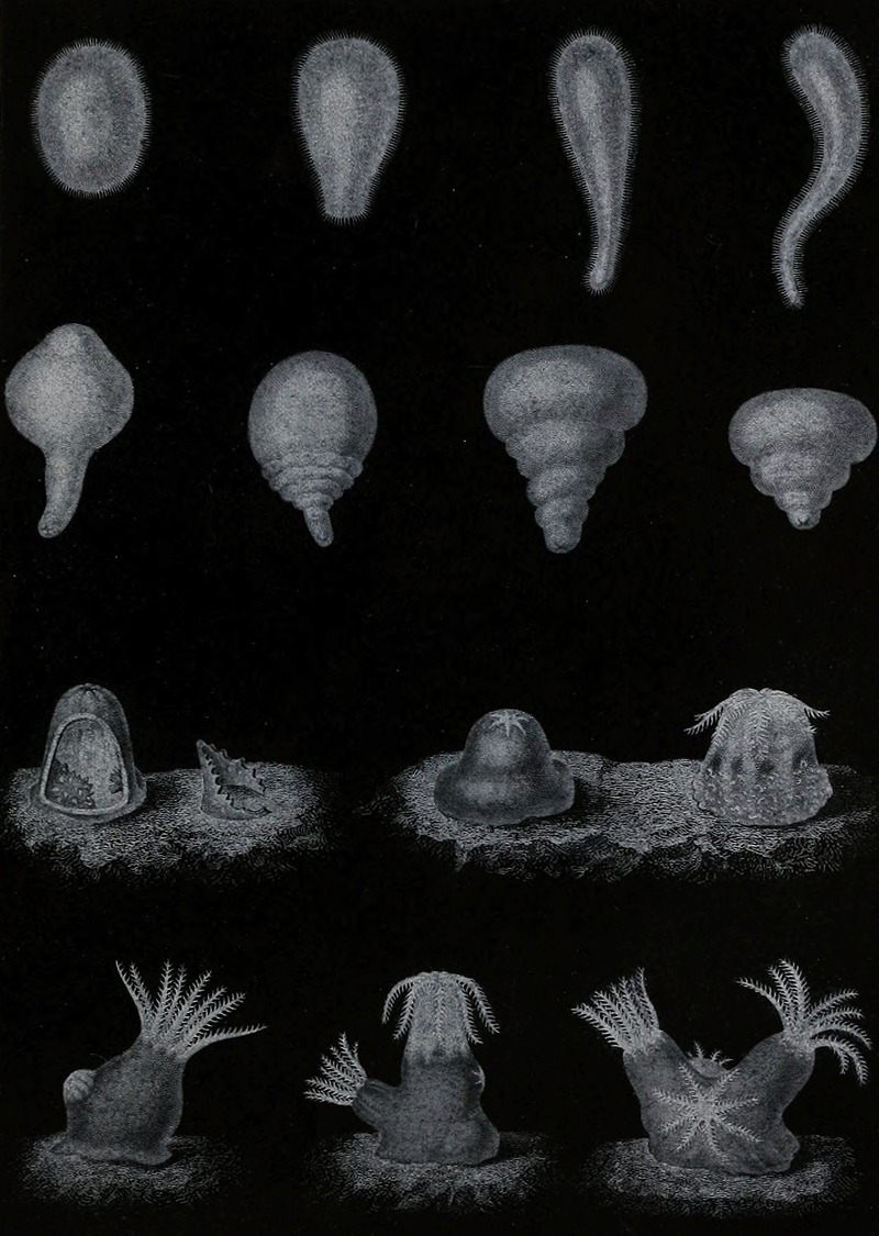 Développement du Corail by Alfred Frédol, 1866 — digital art print download
