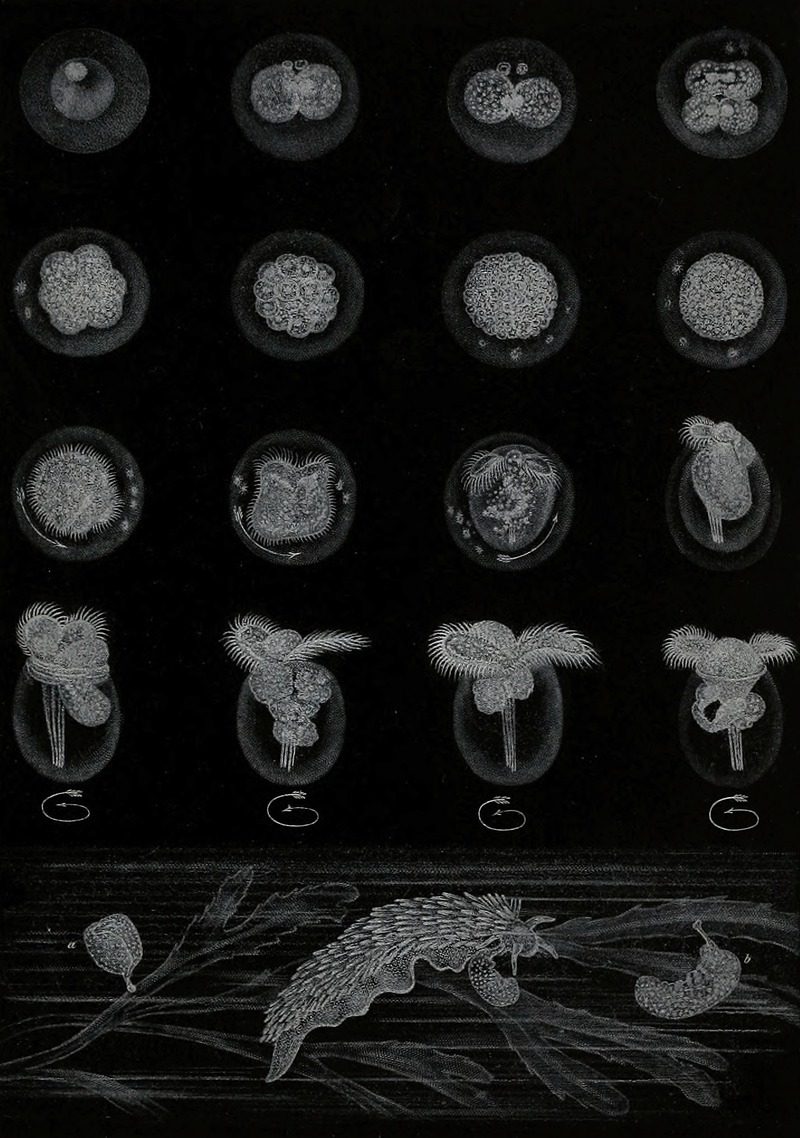 Développement d'un Mollusque by Alfred Frédol, 1866 — digital art print download