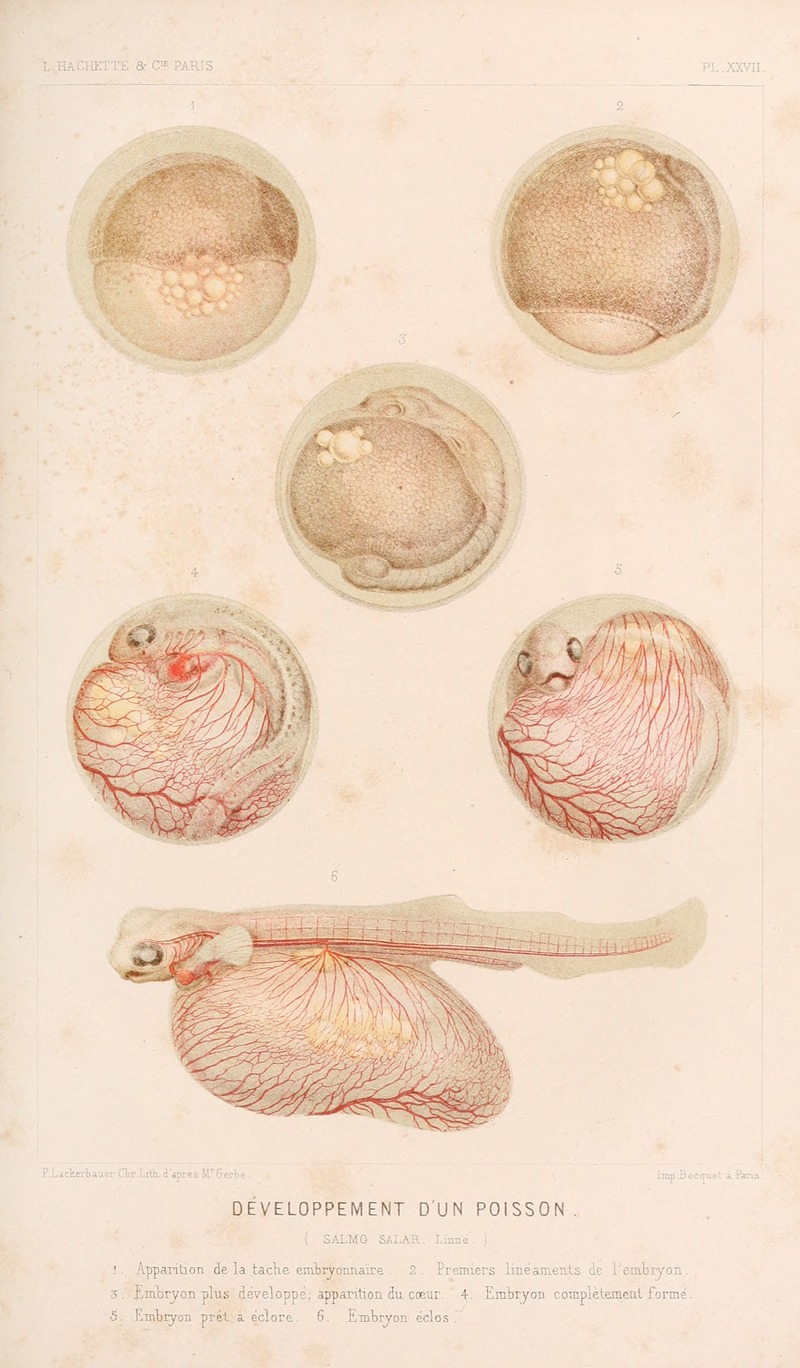 Développement d'un Poisson by Alfred Frédol, 1866 — digital art print download