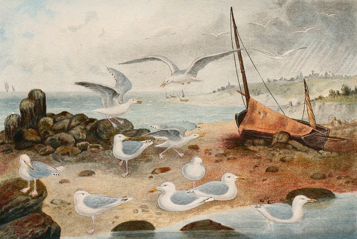 Goélands argenté by Alfred Frédol, 1866 — digital art print download
