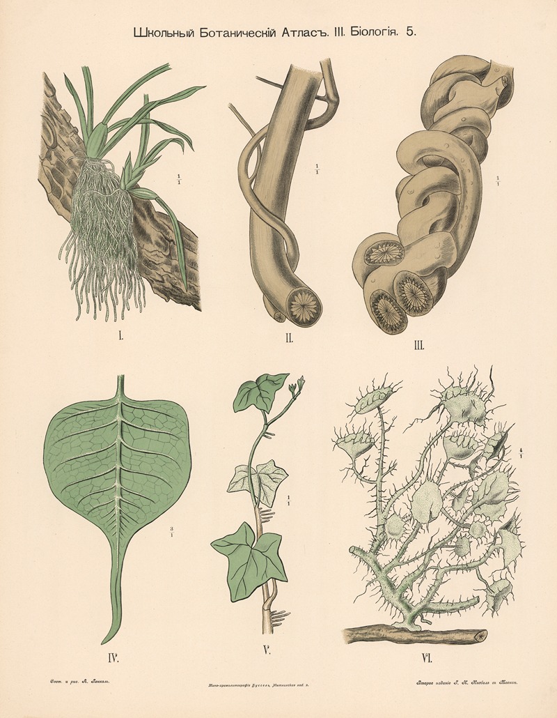 Parasitic plants by Alexander-Paul Henckel, 1905 — digital art print download