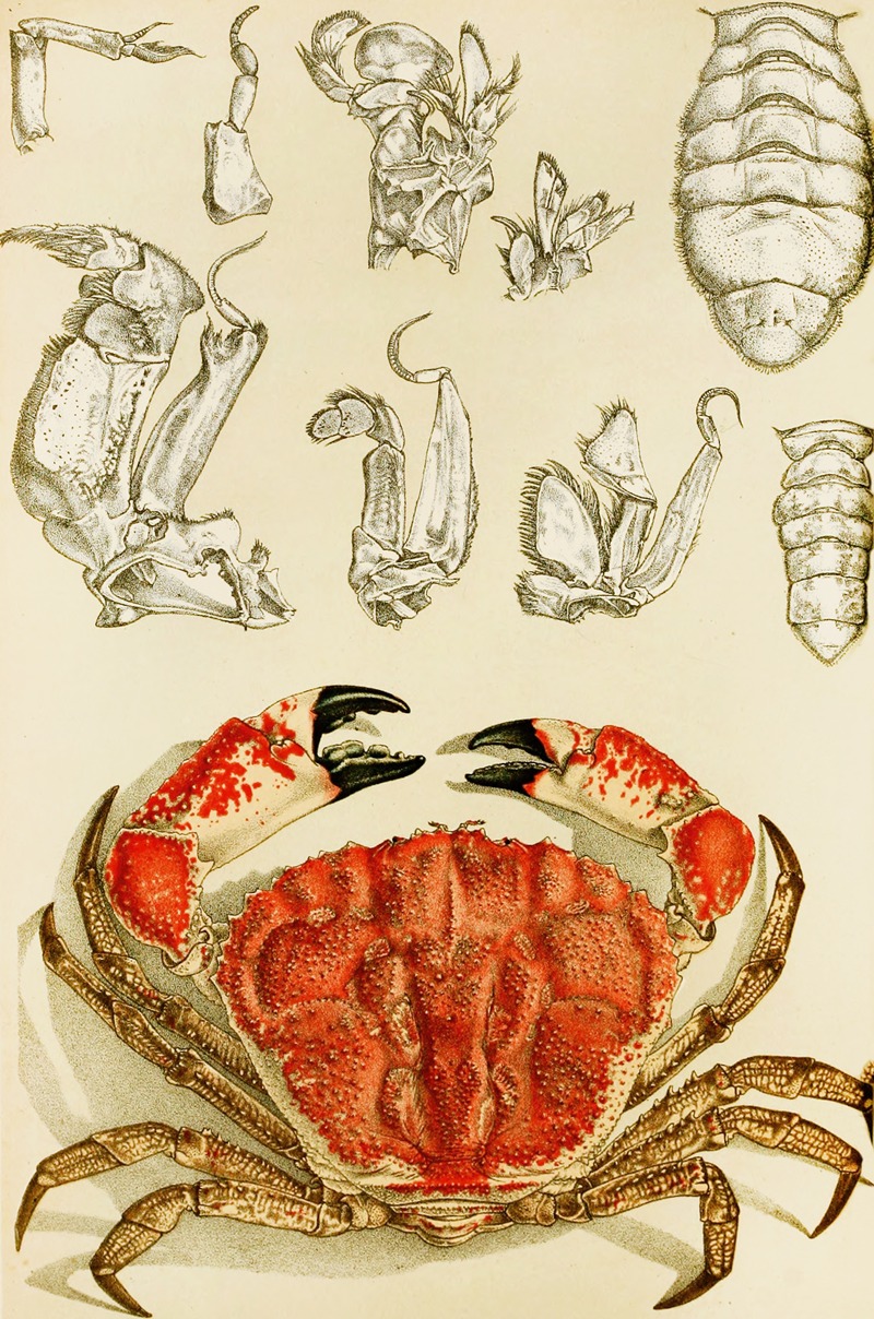 Crustacea III by Frederick McCoy, 1885-1890 — digital art print download