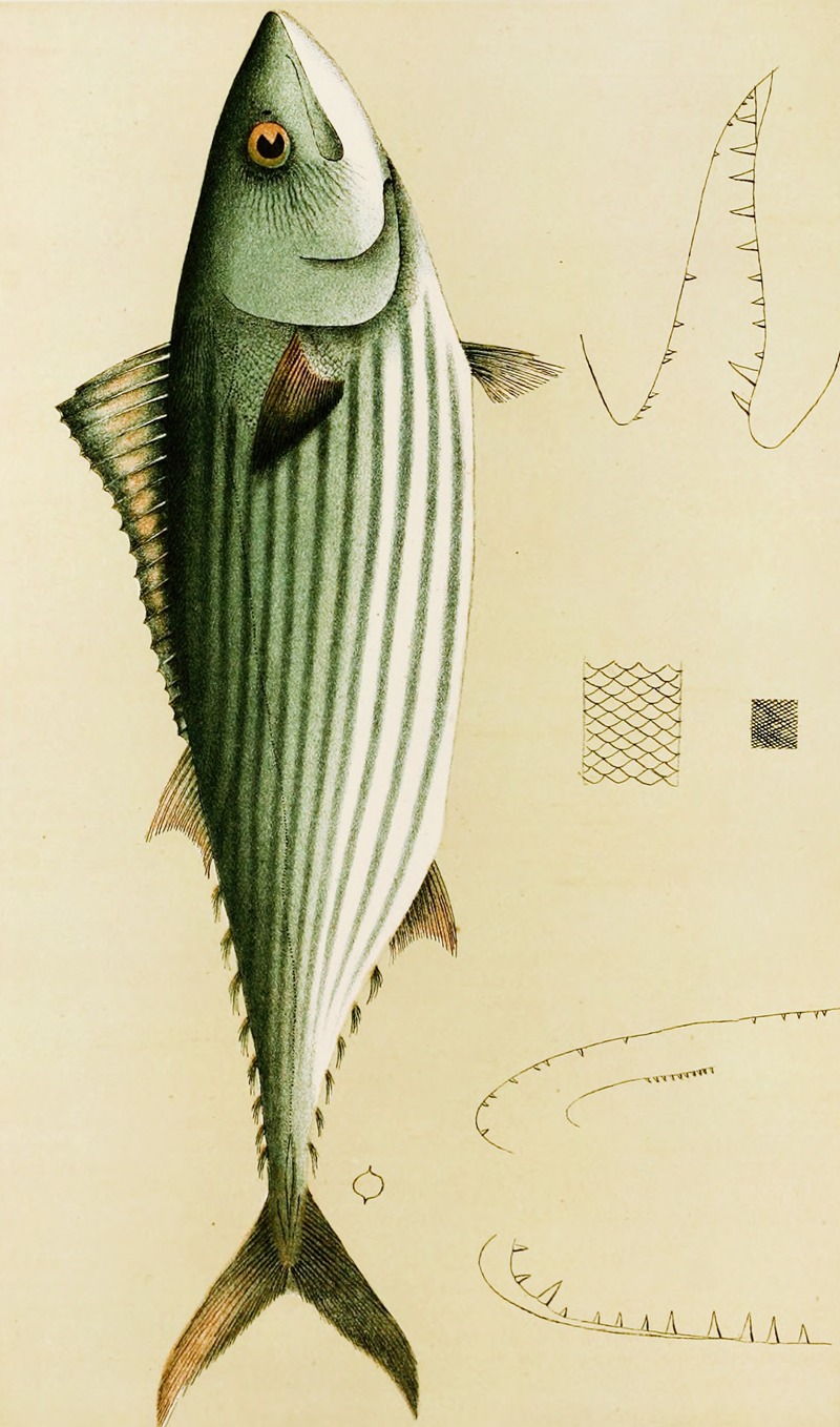 Fishes II by Frederick McCoy, 1885-1890 — digital art print download