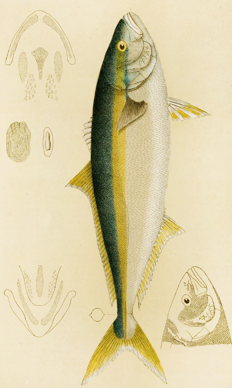 Fishes IV by Frederick McCoy, 1885-1890 — digital art print download