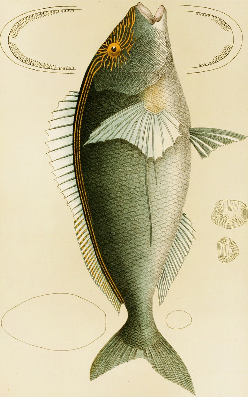 Fishes V by Frederick McCoy, 1885-1890 — digital art print download