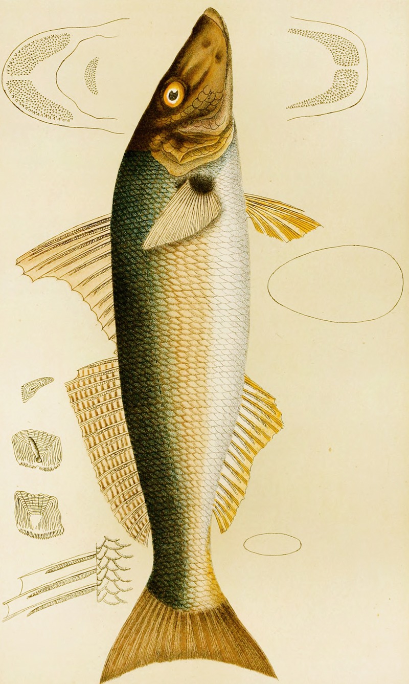 Fishes VII by Frederick McCoy, 1885-1890 — digital art print download