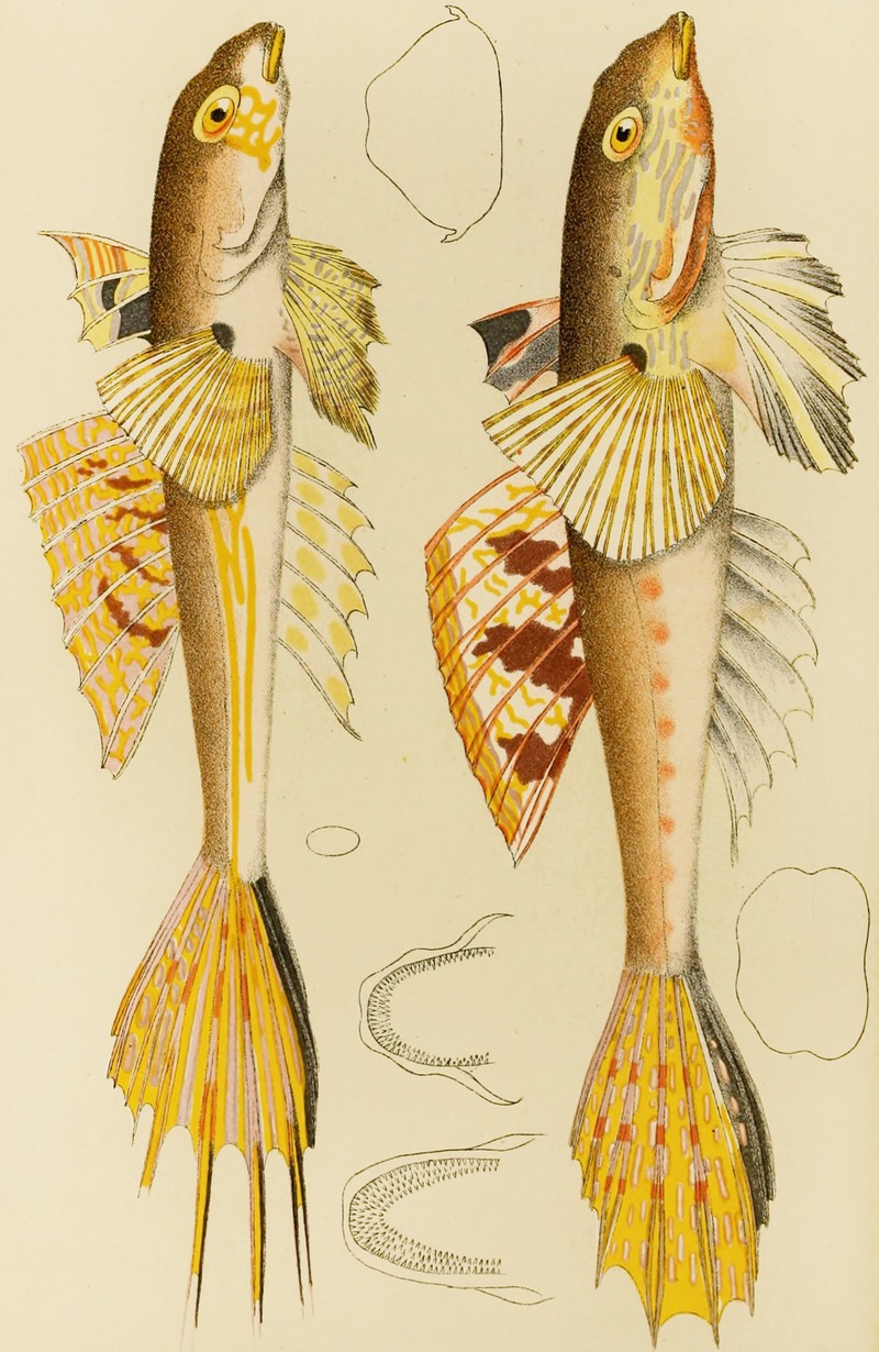 Fishes X by Frederick McCoy, 1885-1890 — digital art print download