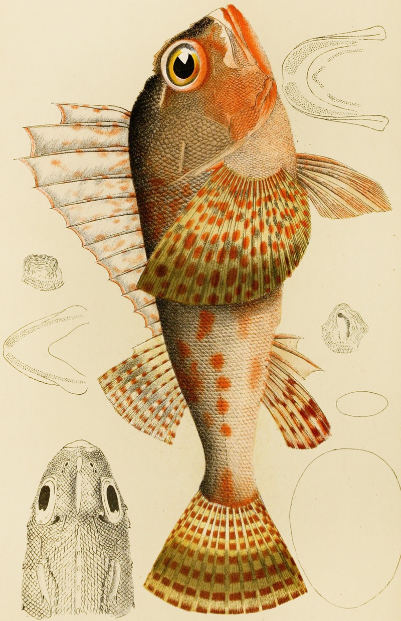 Fishes XI by Frederick McCoy, 1885-1890 — digital art print download