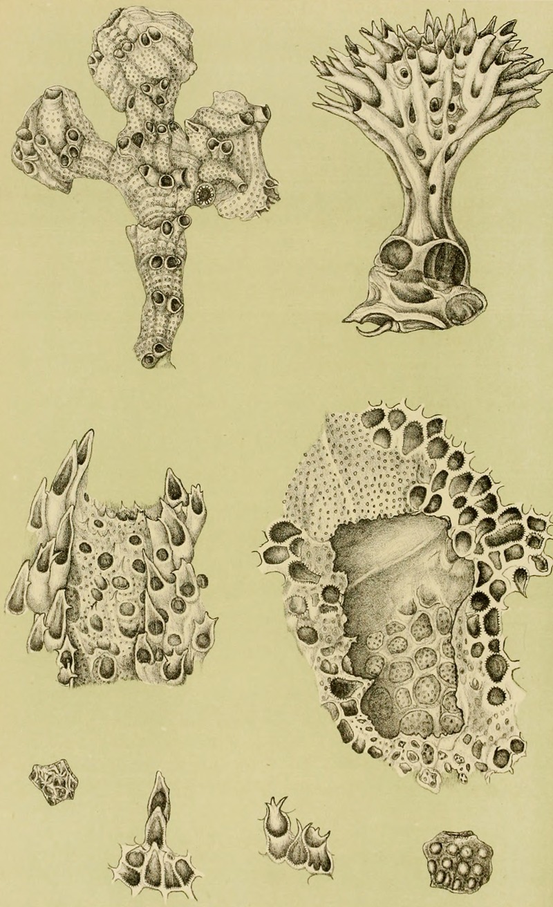 Polyzoa IX by Frederick McCoy, 1885-1890 — digital art print download