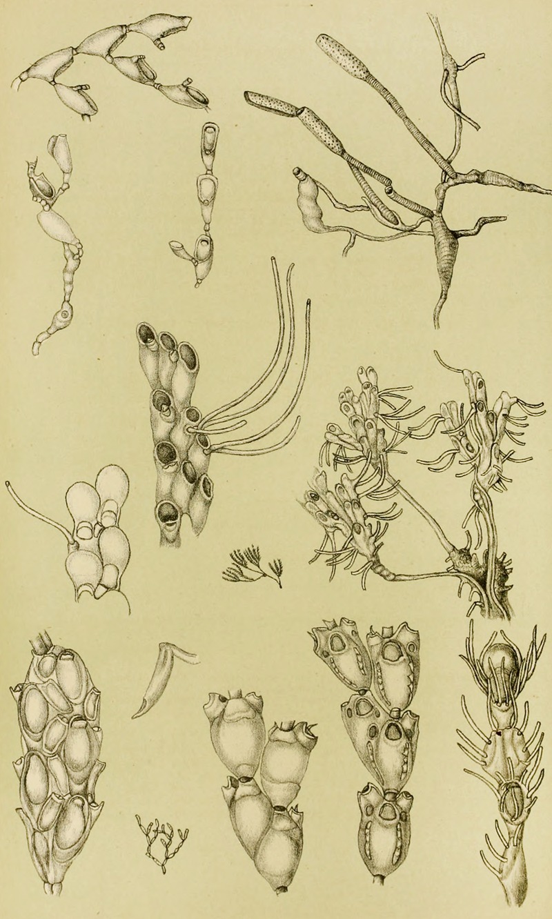Polyzoa XI by Frederick McCoy, 1885-1890 — digital art print download