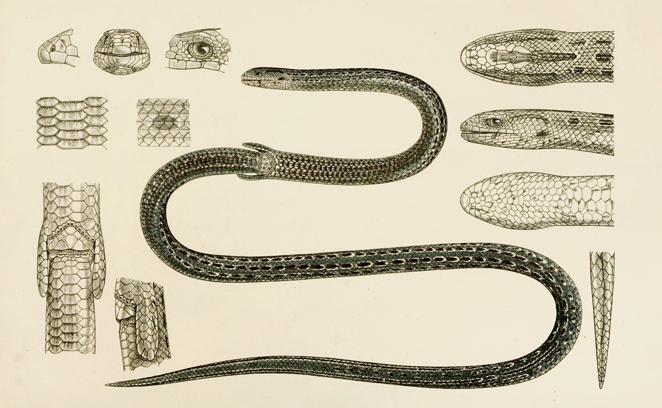 Reptiles II by Frederick McCoy, 1885-1890 — digital art print download