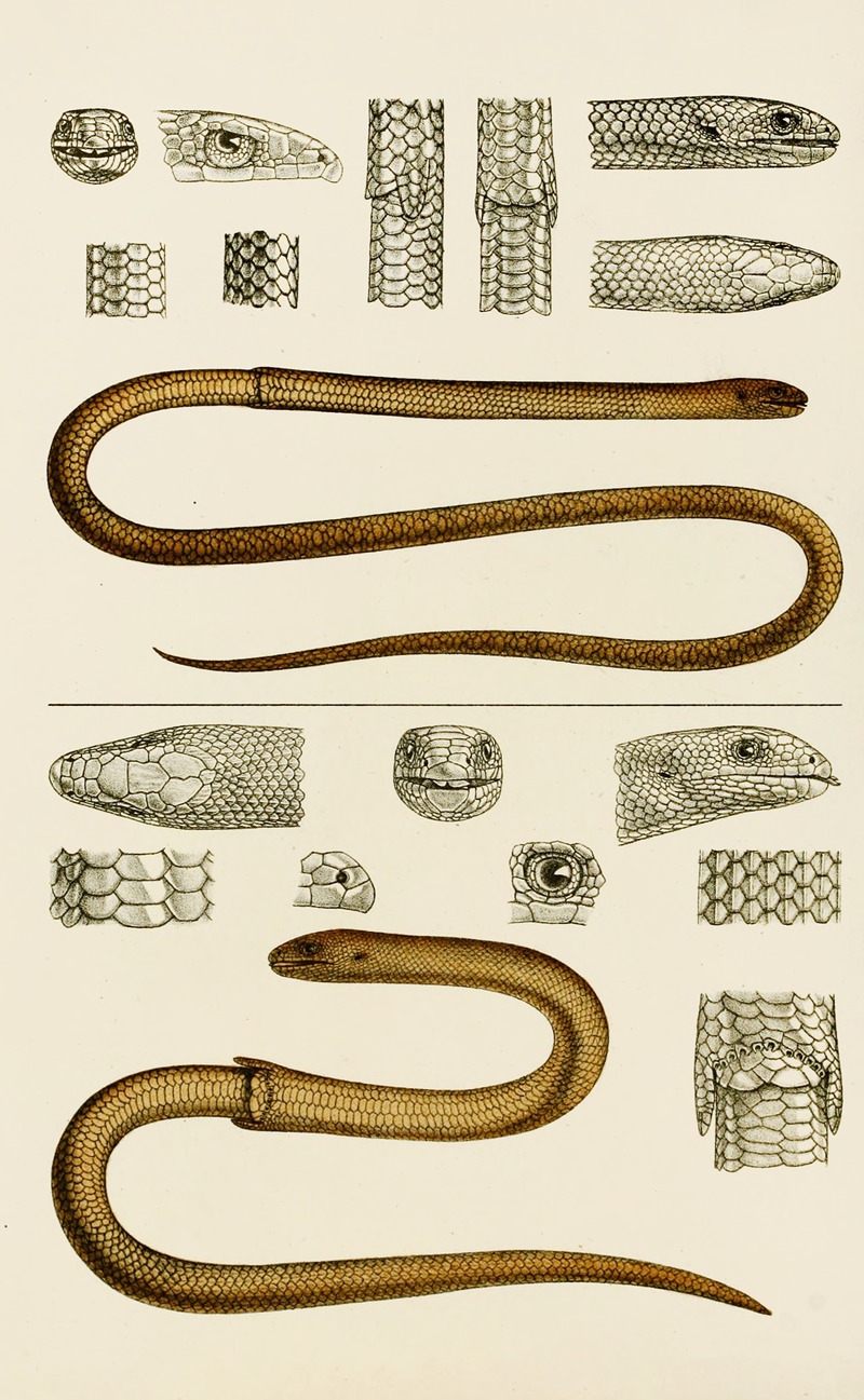 Reptiles III by Frederick McCoy, 1885-1890 — digital art print download