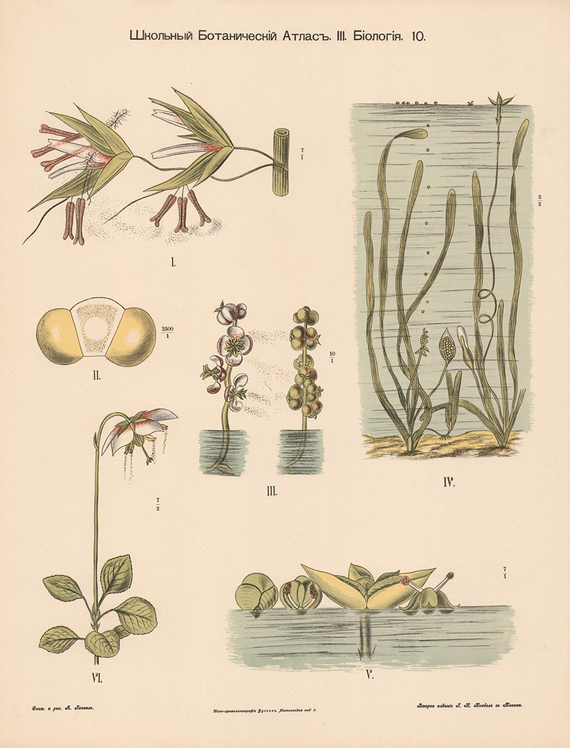 Pollination of aquatic plants — Alexander-Paul Henckel