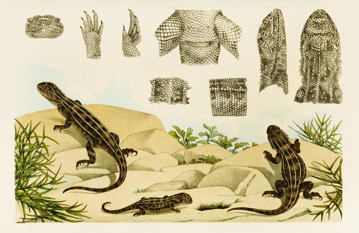 Reptiles VII by Frederick McCoy, 1885-1890 — digital art print download