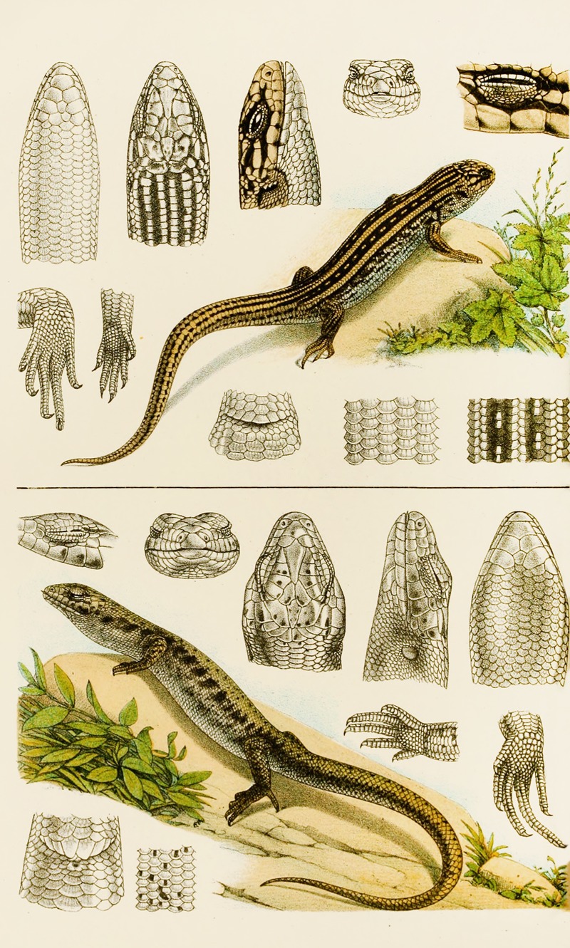 Reptiles VIII by Frederick McCoy, 1885-1890 — digital art print download