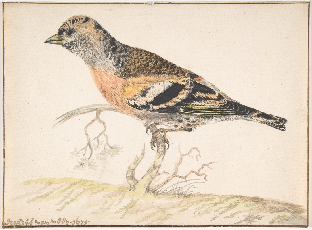 Bramling (Fringilla Montifringilla) by Gerardus van Veen, 1679 — digital art print download
