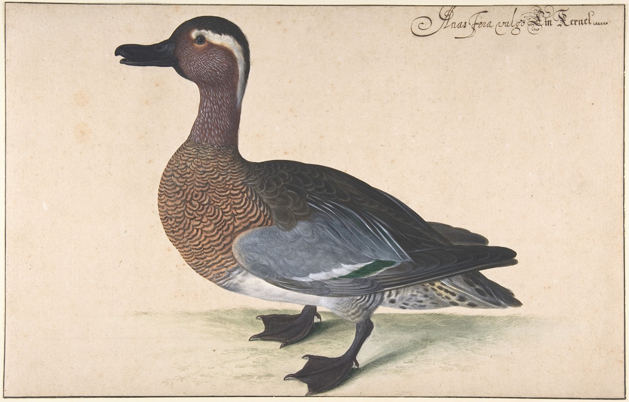 A Male Teal by Johann Jakob Walther — digital art print download
