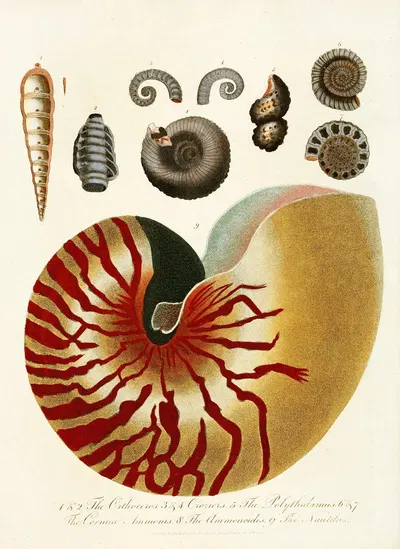 Encyclopaedia londinensis – Conchology Pl. 01 by John Chapman, 1810 — digital art print download
