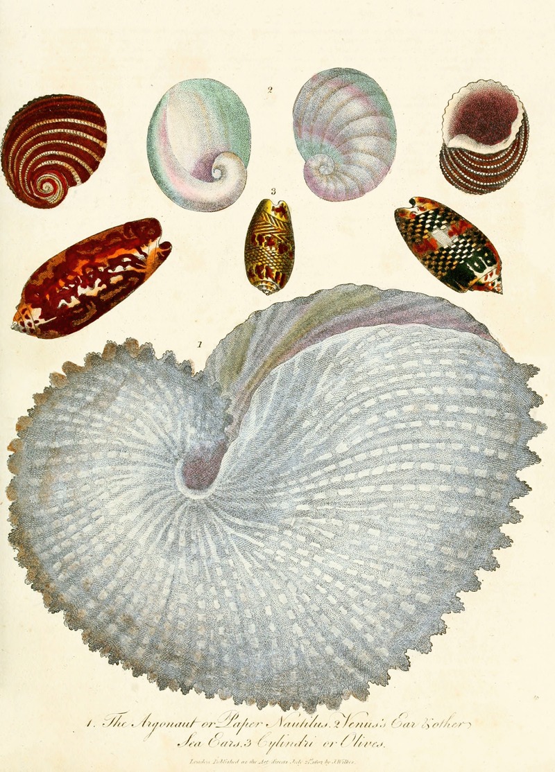 Encyclopaedia londinensis – Conchology Pl. 04 — John Chapman