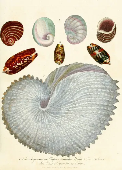Encyclopaedia londinensis – Conchology Pl. 04 by John Chapman, 1810 — digital art print download