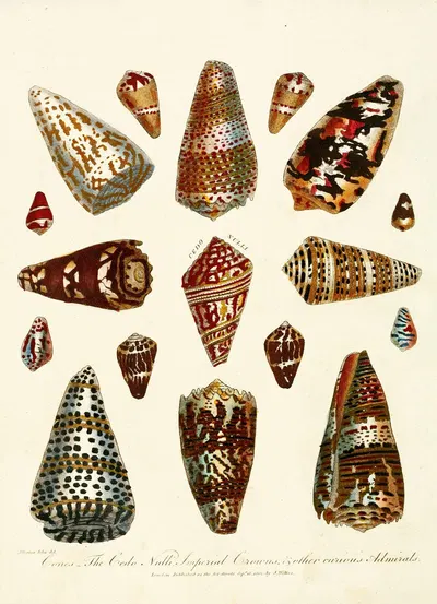 Encyclopaedia londinensis – Conchology Pl. 05 by John Chapman, 1810 — digital art print download