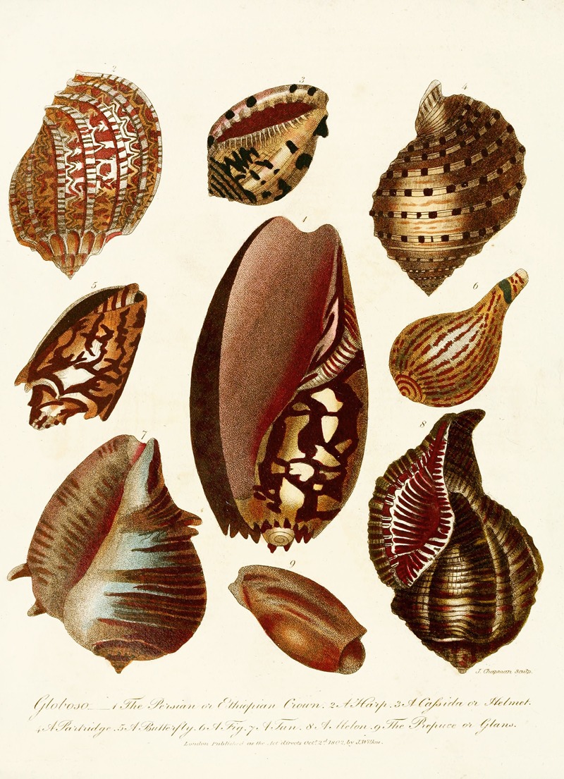 Encyclopaedia londinensis – Conchology Pl. 07 — John Chapman