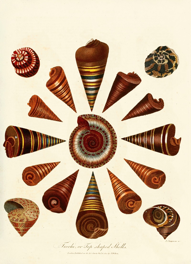 Encyclopaedia londinensis – Conchology Pl. 08 — John Chapman