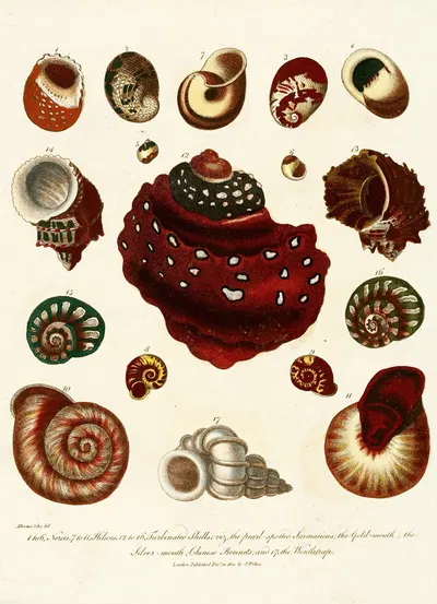 Encyclopaedia londinensis – Conchology Pl. 09 by John Chapman, 1810 — digital art print download