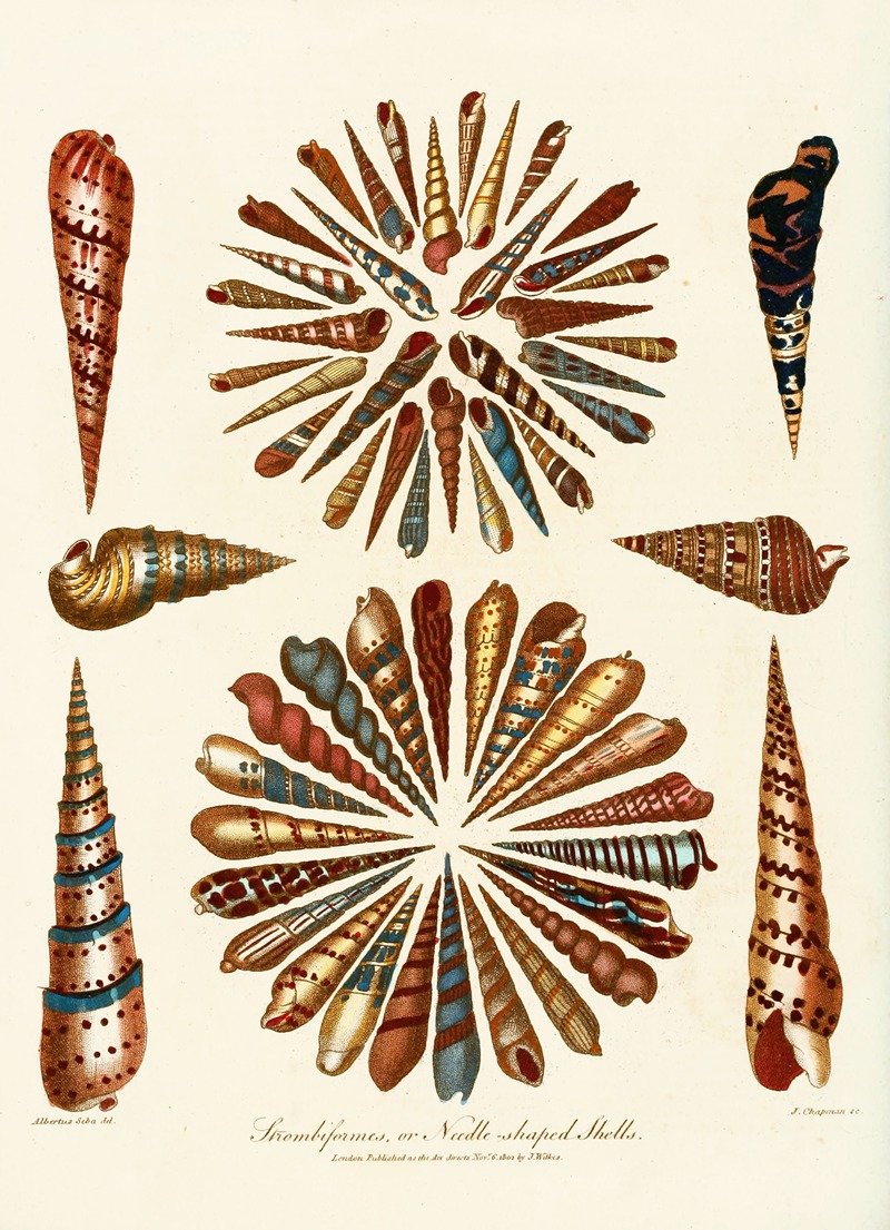 Encyclopaedia londinensis – Conchology Pl. 11 — John Chapman