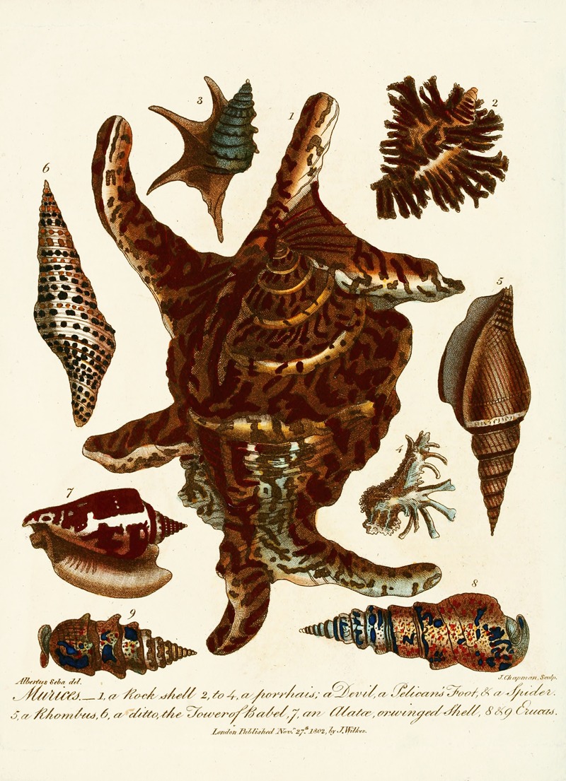 Encyclopaedia londinensis – Conchology Pl. 13 — John Chapman
