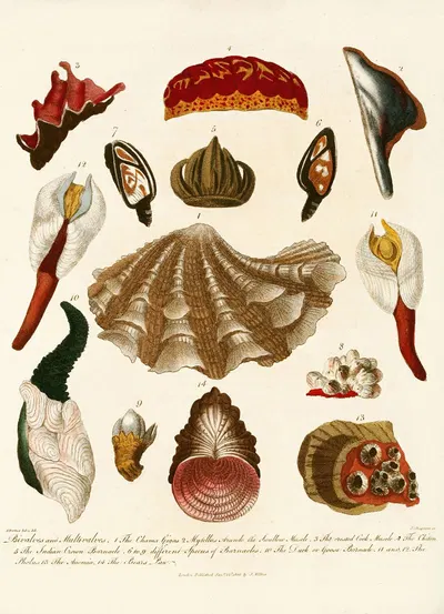 Encyclopaedia londinensis – Conchology Pl. 15 by John Chapman, 1810 — digital art print download