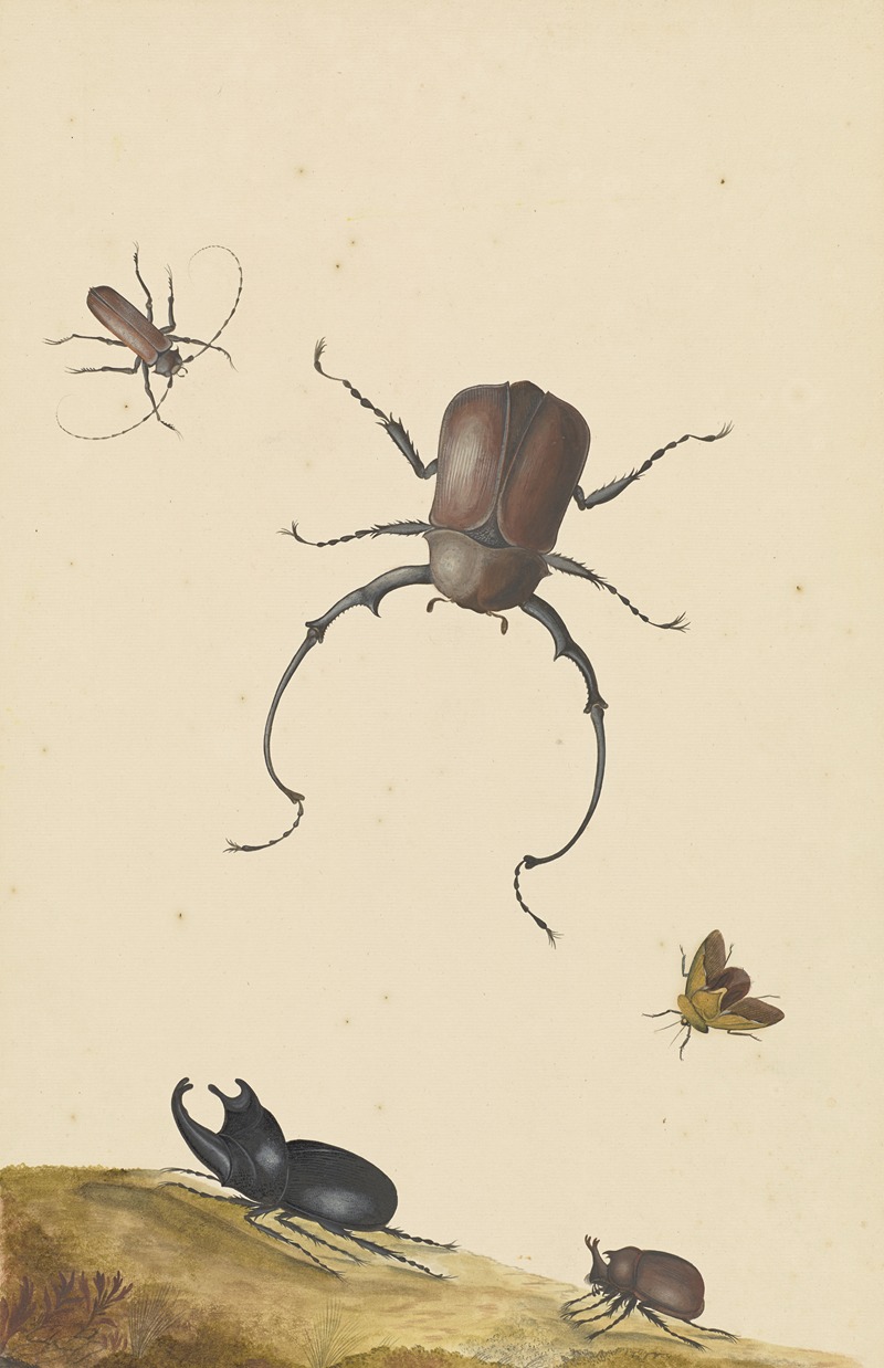 Four Beetles and a Flying Stink Bug by Nicolaas Struyk, 1715 — digital art print download
